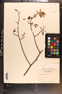 Amelanchier laevis image